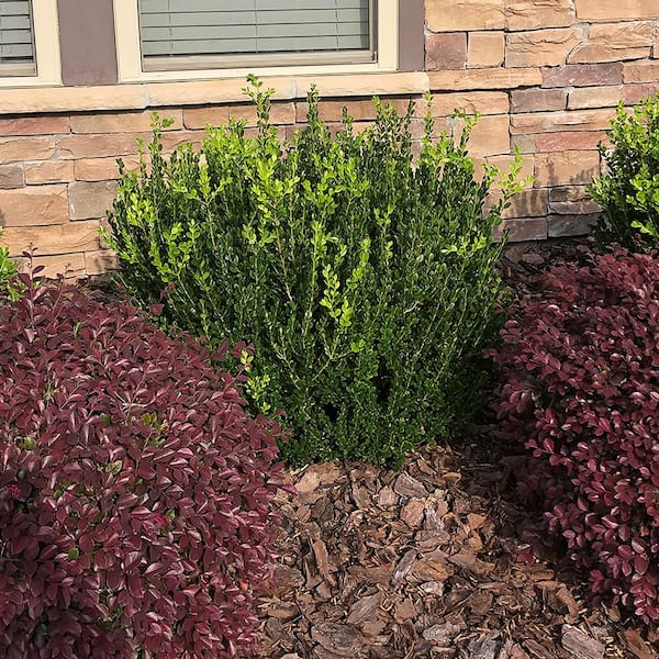 Unbranded - 2.25 Gal. Wintergreen Boxwood Shrub Plant