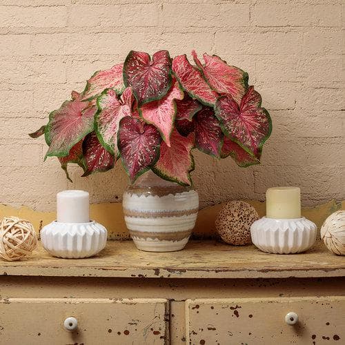 2 Qt. Caladium Heart to Heart Raspberry Moon Red and Green Bicolor Annual Plant (3-Pack)