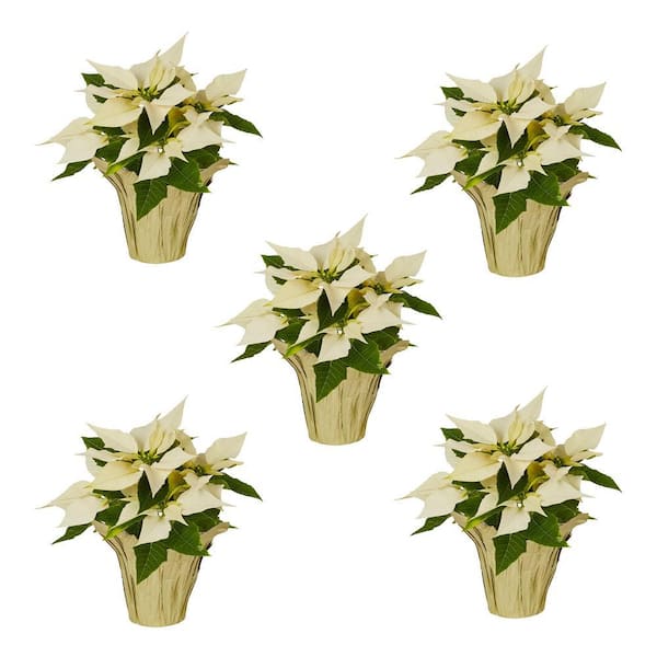 METROLINA GREENHOUSES 1 Qt. Christmas Poinsettia White with Gold Foil (5-Pack)