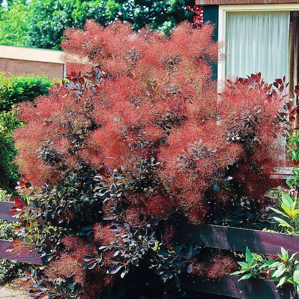 DIRECT GARDENING Velvet Cloak Smoketree Continus Deciduous Bare Root Flowering Starter Shrub (1-Pack)