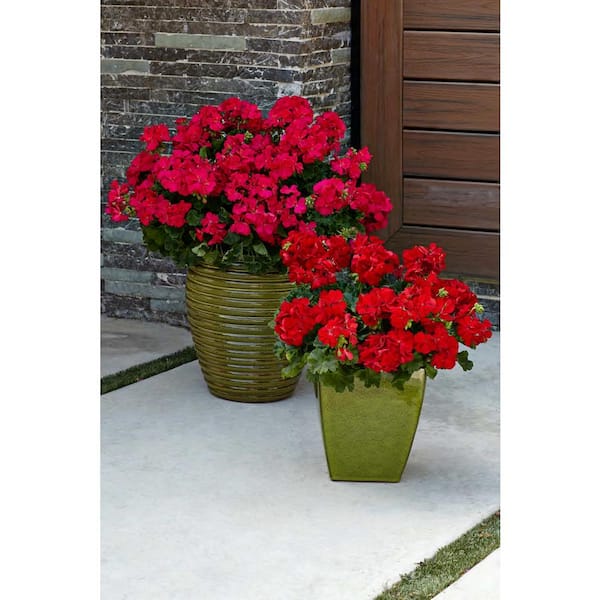 Proven Winners 4 Pack 4 25 In Grande Boldly Dark Red Geranium Pelargonium Live Plant Red Flowers Pelprw1527524 The Home Depot