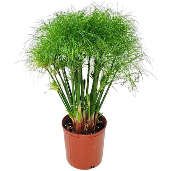 Wekiva Foliage Papyrus Plant-Live Plant in a 10 Inch Pot-Cyperus Papyrus-Beautiful Foliage Dramatic Ornamental Aquatic Perennial