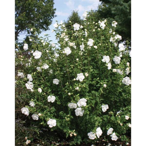 Hibiscus Live Shrub White Flowers qt White Chiffon Rose of Sharon 4.5 in 