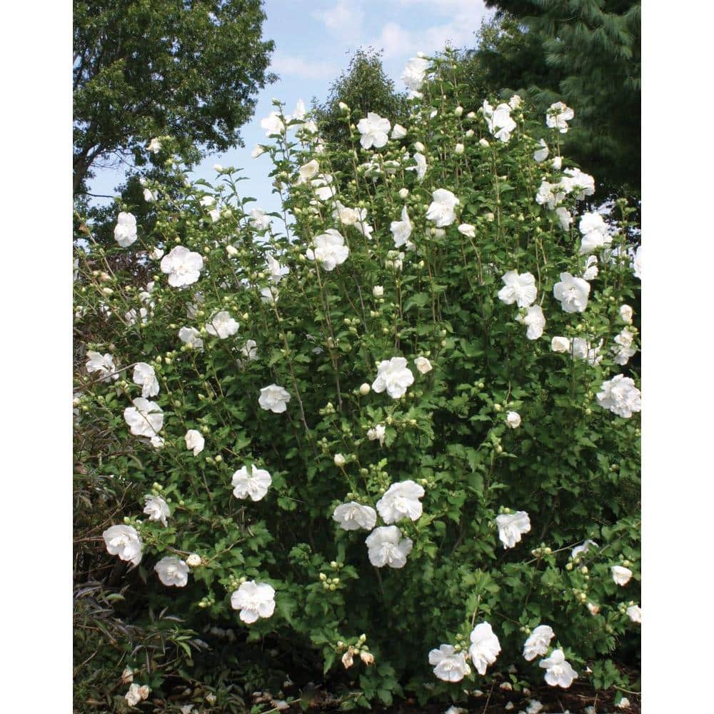 4.5 in. qt. White Chiffon Rose of Sharon (Hibiscus) Live Shrub, White Flowers price history on PriceWatchPro