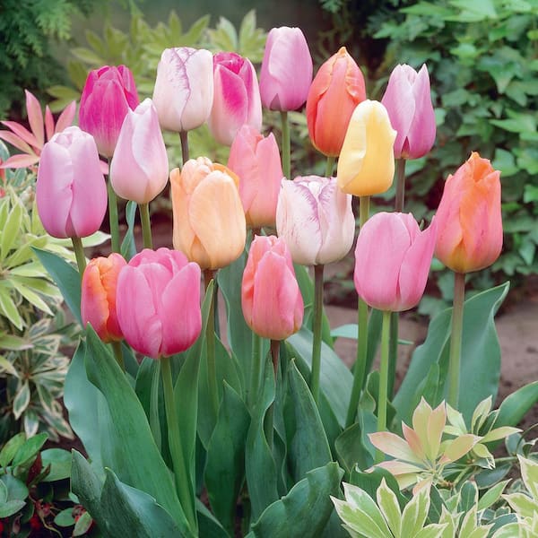 Garden State Bulb 12/+ cm, Easter Joy Mix Triumph Tulip Flower Bulbs (Bag of 100)