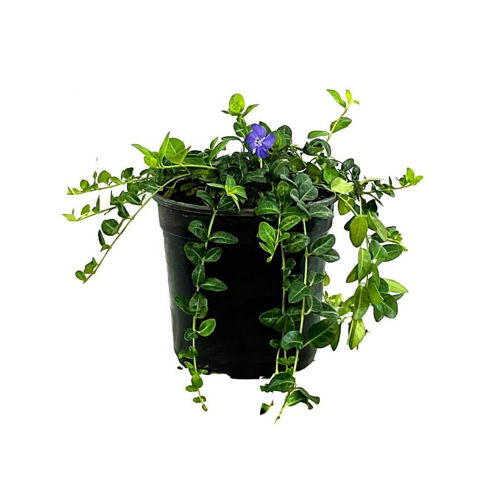 2.5 Qt. Bowles' Periwinkle Vinca minor Live Shrub with Small Purple ...