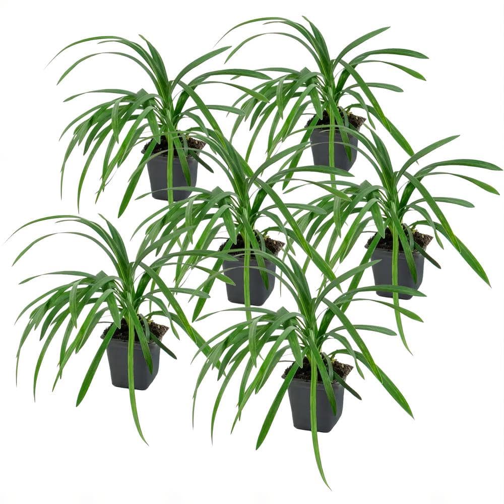 Big Blue Liriope Plant with Purple Blooms, 6-Piece Set