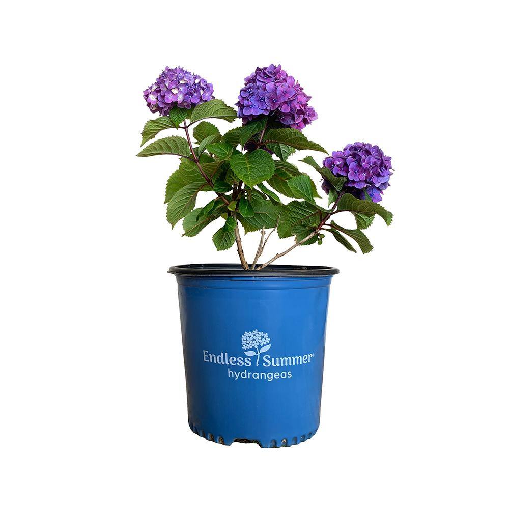 Endless Summer 2 Gal. BloomStruck Hydrangea(Macrophylla) Live Deciduous ...