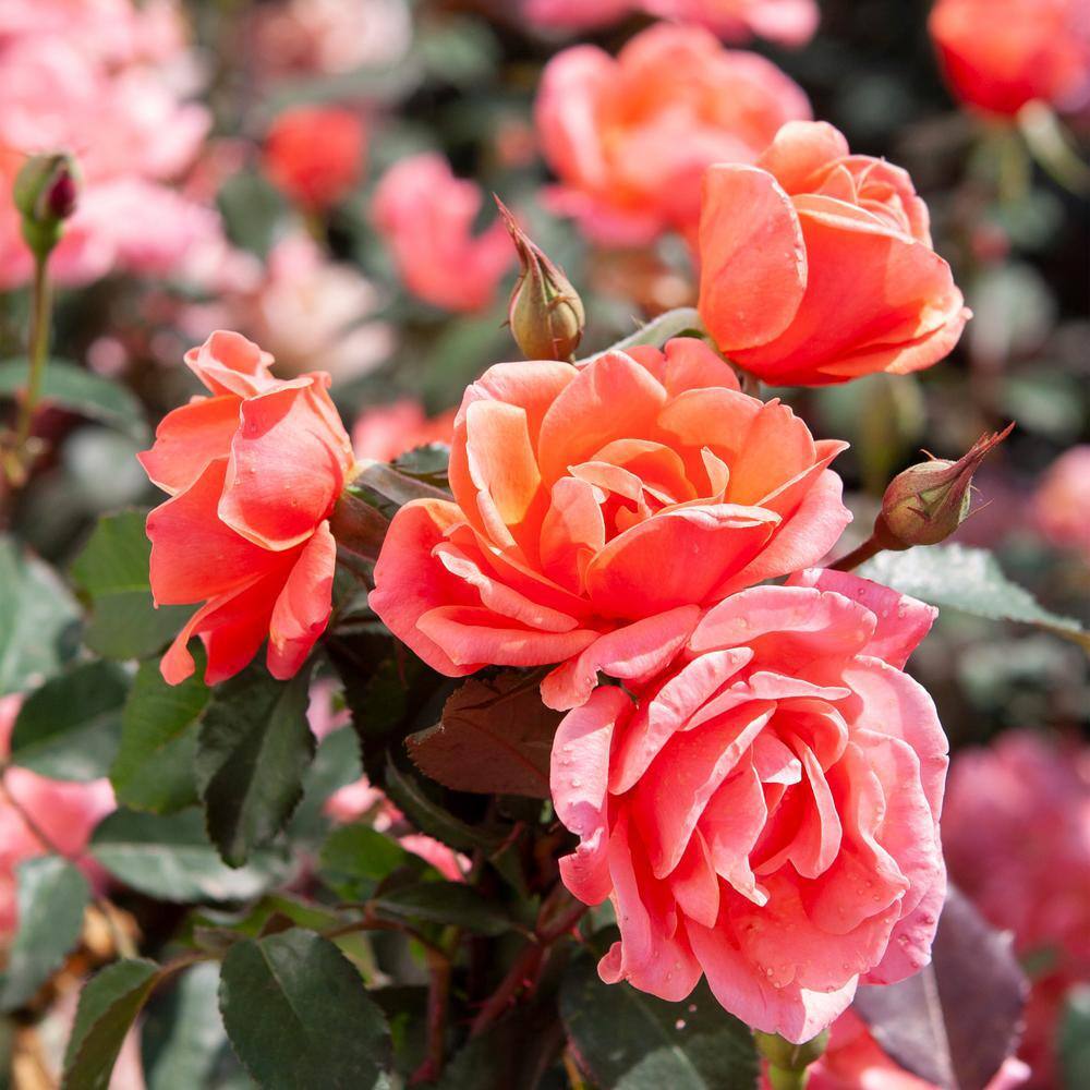 Coral Knock Out Rose Shrub in 1-Gallon Container