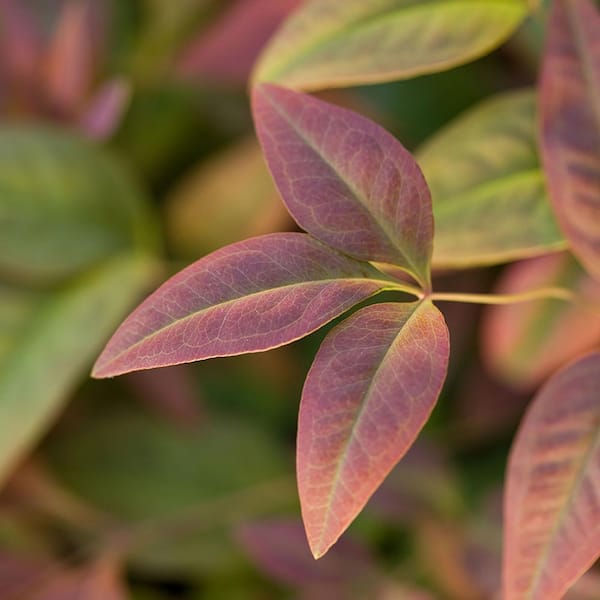 2 Gal. Nandina Blush Pink Shrub with Pink and Red Foliage