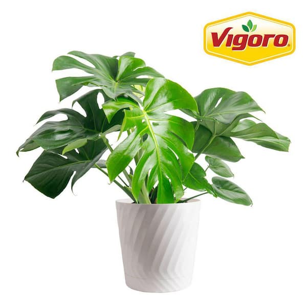 Vigoro Monstera Deliciosa Swiss Cheese Indoor Plant, in 10 in. White Decor Pot Avg. Shipping Height 2-3 ft. Tall