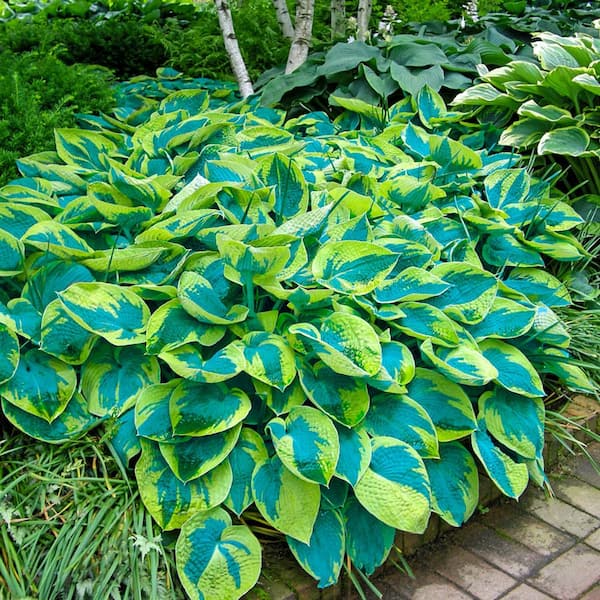 Spring Hill Nurseries 1 Gal. Pot, Tokudama Flavorcircinalis Hosta Potted Perennial Plant (1-Pack)