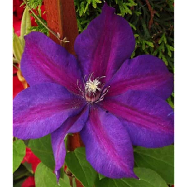 Wekiva Foliage Clematis Mrs N Thompson-4 Live Plants in 3.5 Inch Growers Pots-Bold and Beautiful Starter Flowering Vine