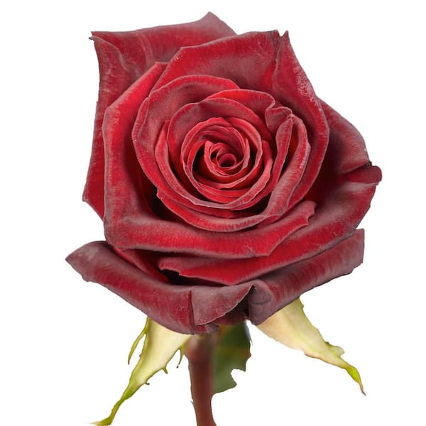 Globalrose Fresh Black Baccara Dark Red Color Roses (250 Black Baccara-250-Stems - The Home Depot
