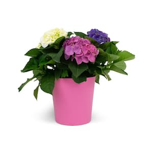 1.9 Gal. Hydrangea Blue\Pink\White Flowers in 9.25 in. Plastic Designer Pot