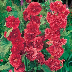 2.50 Qt. Pot, Hollyhock Chater's Double Red Mixture, Live Potted Perennial Plant (1-Pack)