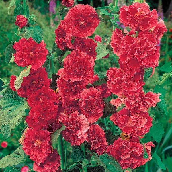 Spring Hill Nurseries 2.50 Qt. Pot, Chater's Double Red Flowering Hollyhock Potted Perennial Plant (1-Pack)