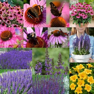 Butterfly Magnet (Cone Flower) Collection Roots (Set of 13)