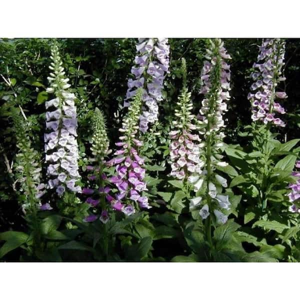 BELL NURSERY 11 in. Digitalis Plant