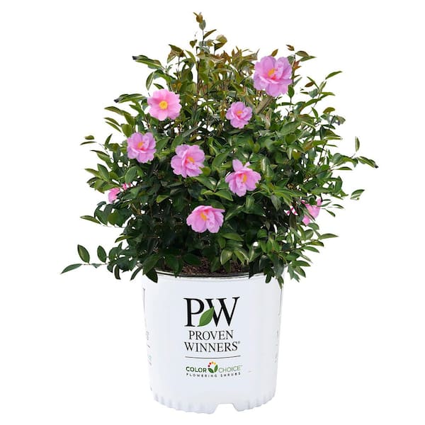 1 gal. Just Chill Double Mauve Shrub