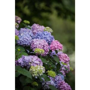 Endless Summer - Hydrangeas - Bushes - The Home Depot