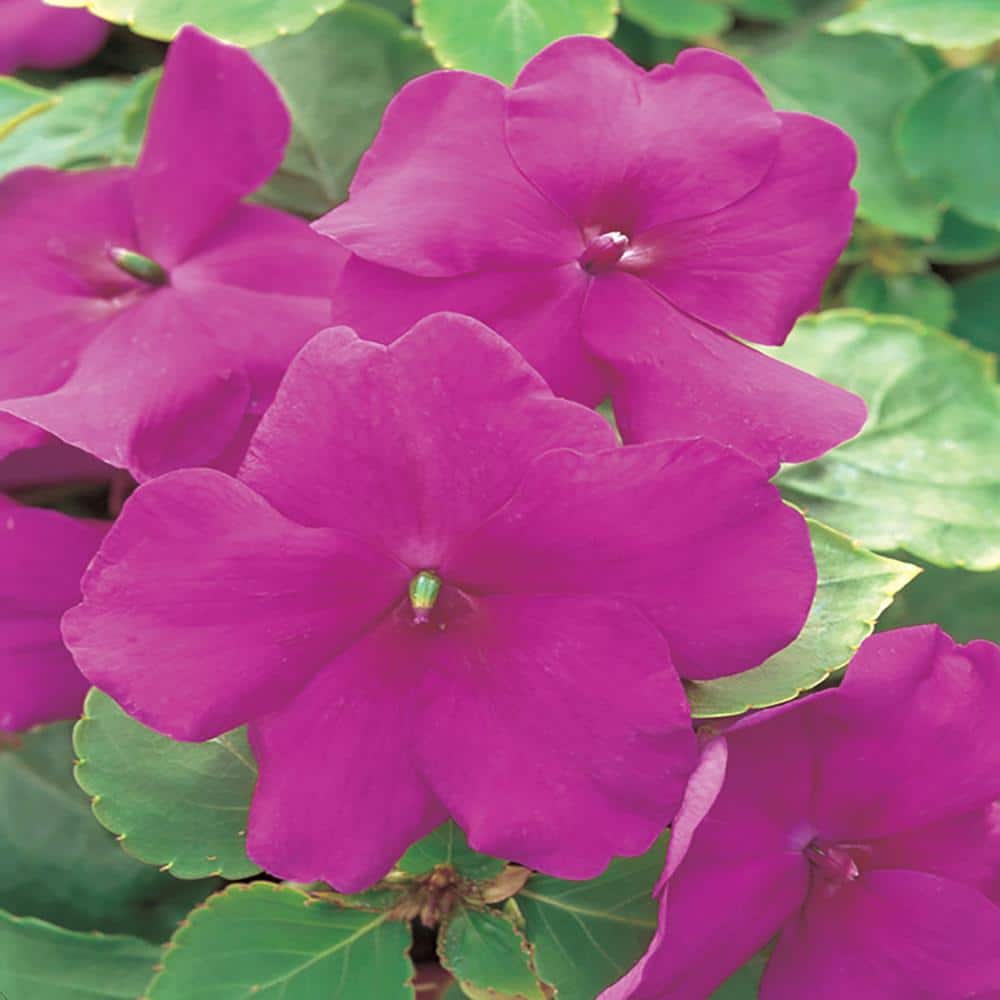 10 in. Violet Impatiens Hanging Basket Plant 606558 The Home Depot