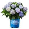 Endless Summer 3 Gal. The Original Reblooming Hydrangea Flowering Shrub with Pink or Blue Flowers 14353