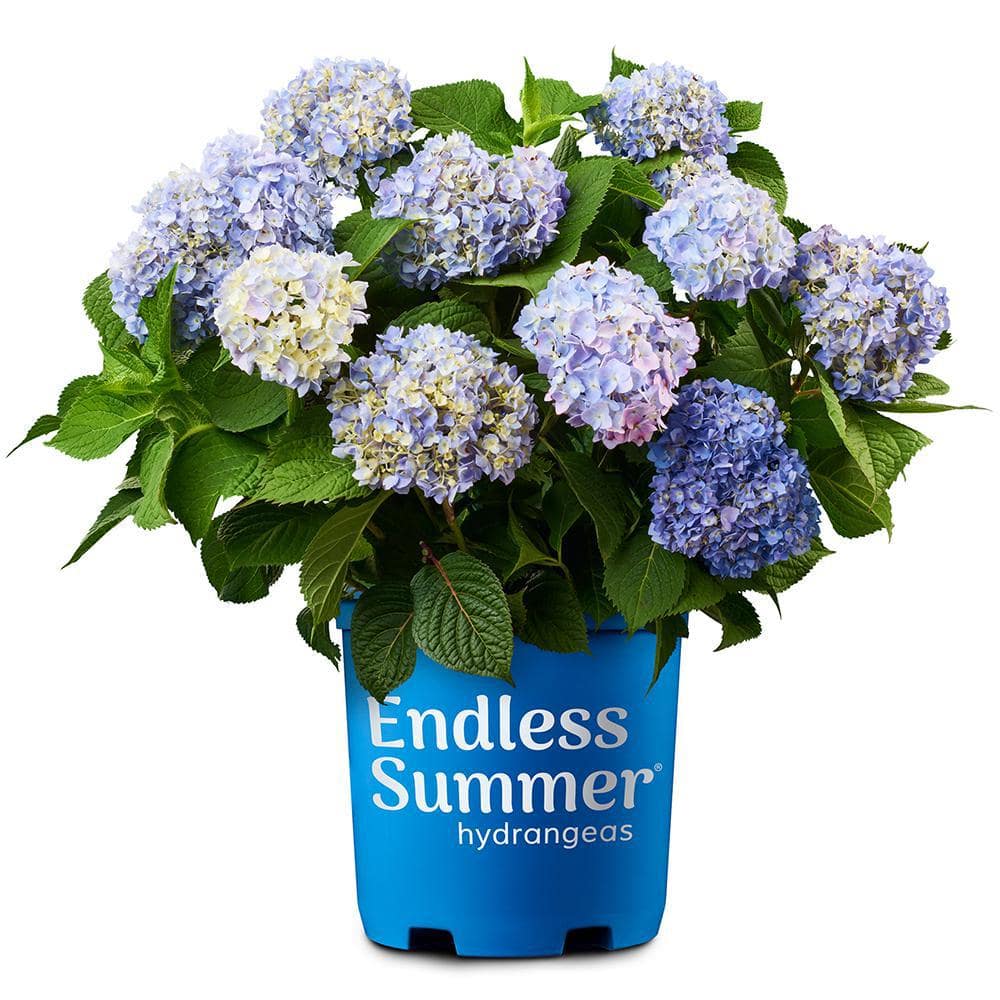 Endless Summer 3 Gal. The Original Reblooming Hydrangea Flowering Shrub ...