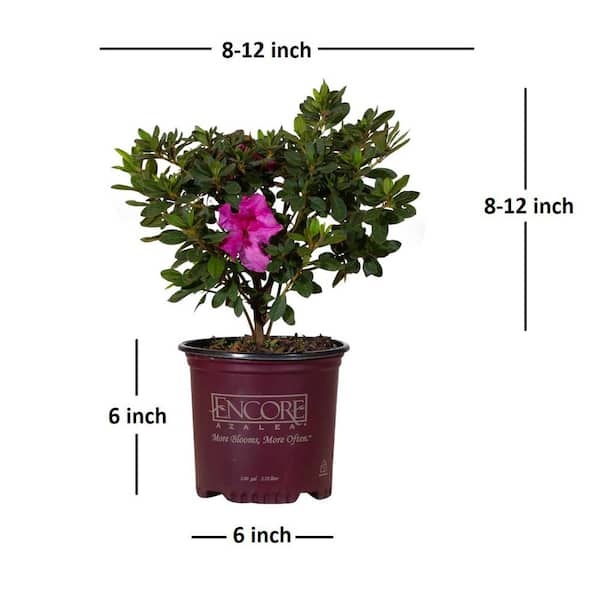 ENCORE AZALEA 1 Gal. Autumn Royalty Reblooming Azalea Shrub ENCORE AZALEA 1 Gal. Autumn Royalty Reblooming Azalea Shrub