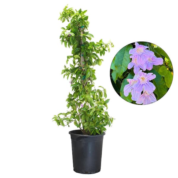 #5 Container Lavender Trumpet Vine Shrub