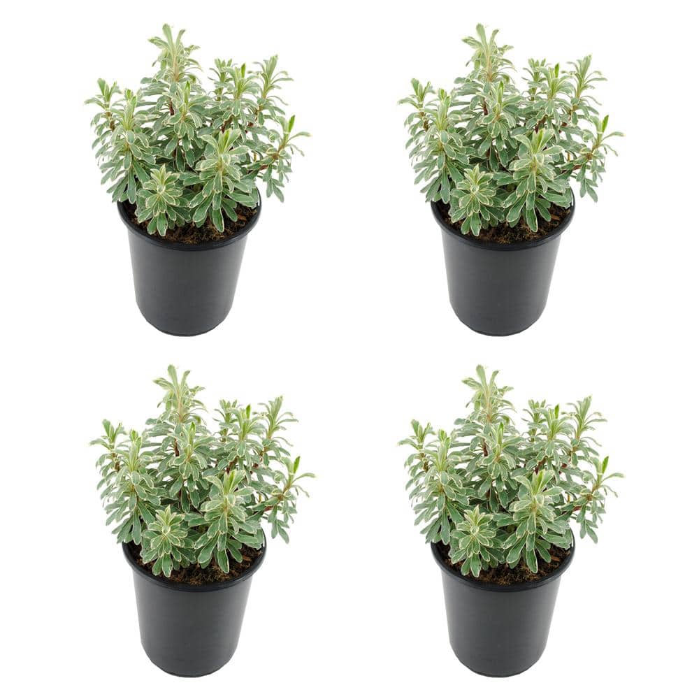 Perennial Euphorbia C Silver Swan 2.5 qt. (4-Pack)