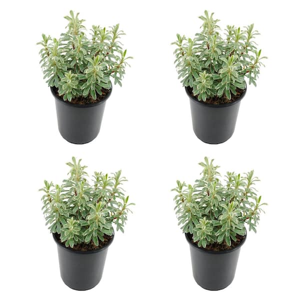 Unbranded Perennial Euphorbia C Silver Swan 2.5 qt. (4-Pack)