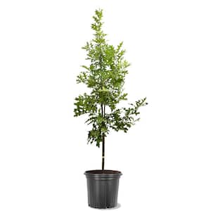 5 Gal. Northern Red Oak Deciduous Shade Tree
