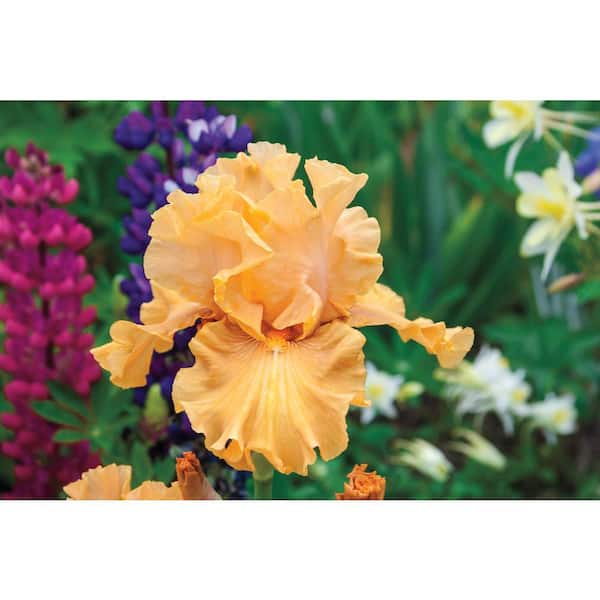 Breck's Mango Entre Bearded Iris Orange/Yellow Colored Flowers Live Bareroot Plant