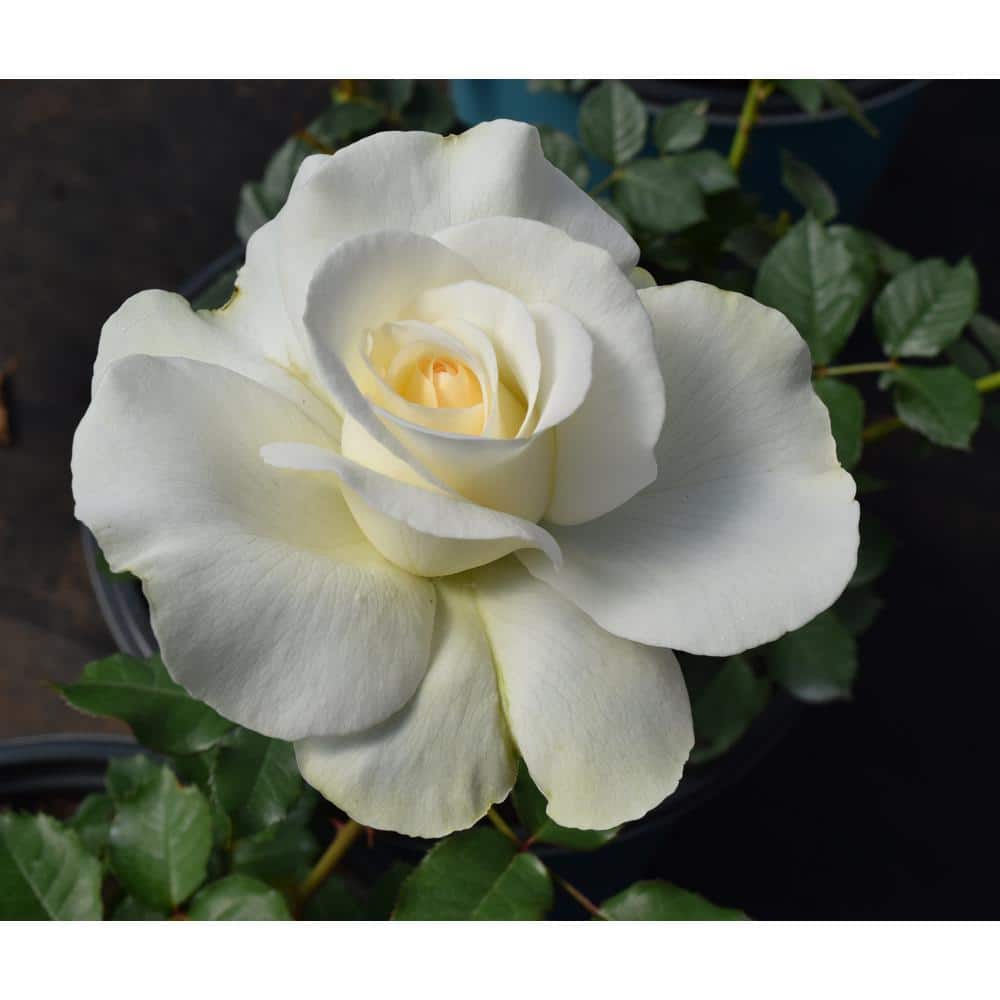2 Gal. Shirley's Bouquet Hybrid Tea Rose with White Flowers 19161 The