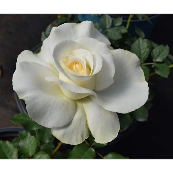 SEASON TO SEASON 2 Gal. Shirley's Bouquet Hybrid Tea Rose with White Flowers