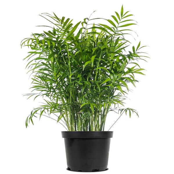 Perfect Plants Parlor Palm Plant in 6 in. Grower's Pot