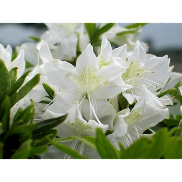 Cottage Gardens 2 Gal. Cascade Azalea Plant