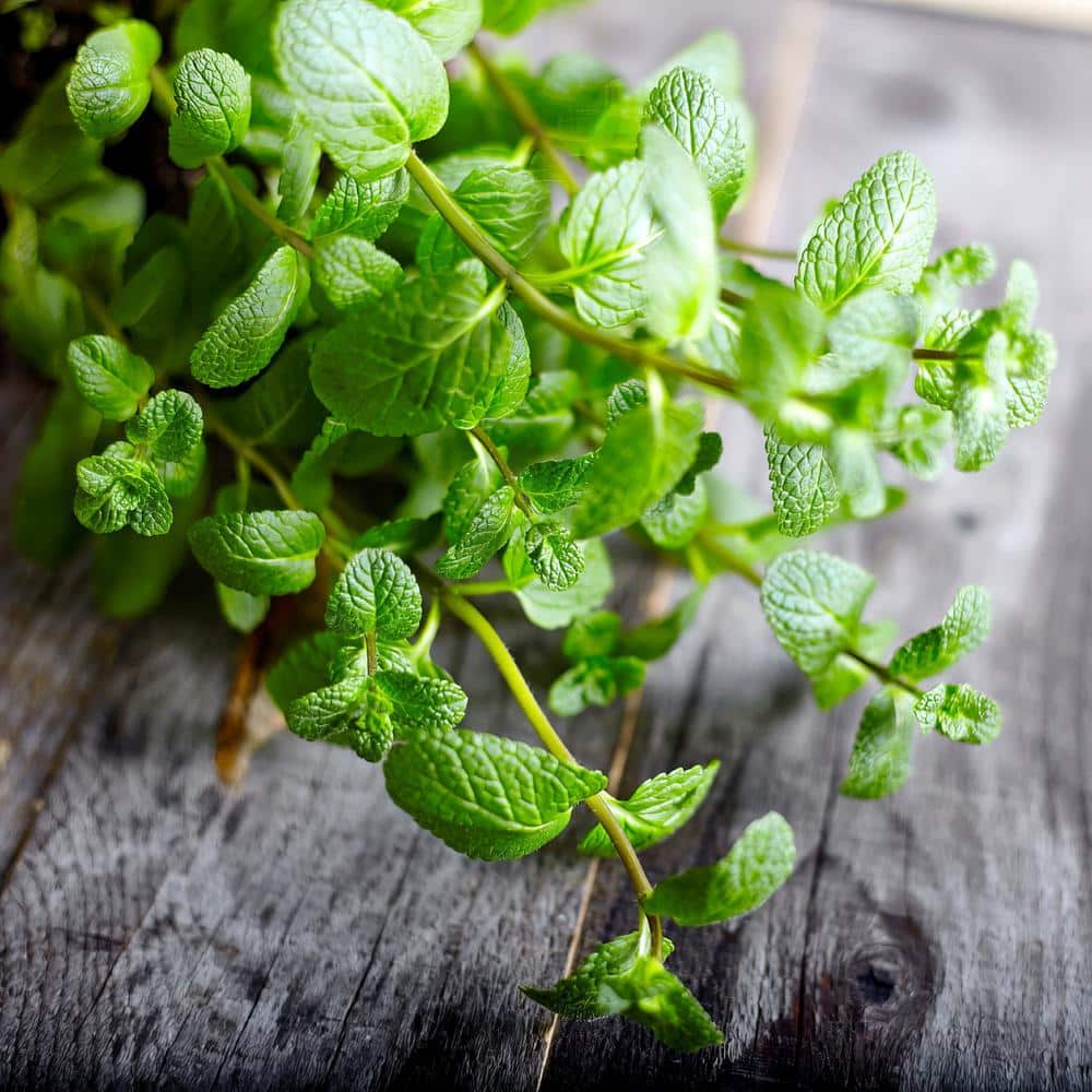 4-Inch Peppermint Herb Plant Pack, Fragrant and Edible