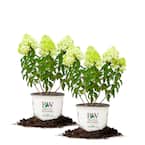 #3 Limelight Hydrangea Shrub (2-Pack)