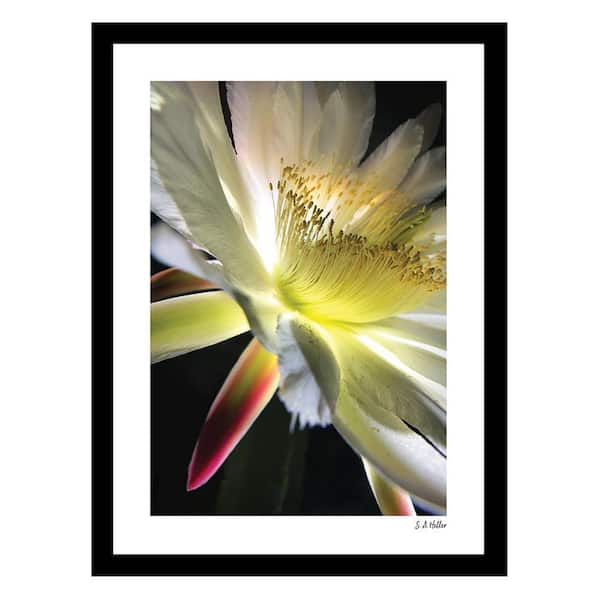 VENICE BEACH Collections Heller Photography Bloom Parade Framed Printed Photograph by Steven A. Heller Nature Poster Art Print 18 in. x 14 in.