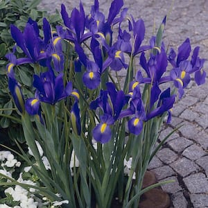 Dutch Iris Bulbs Sapphire Beauty (Set of 25)