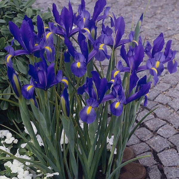 VAN ZYVERDEN Dutch Iris Bulbs Sapphire Beauty (Set of 25)