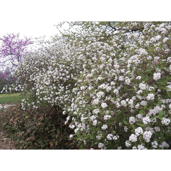 Viburnum carlesii  White Flower Farm