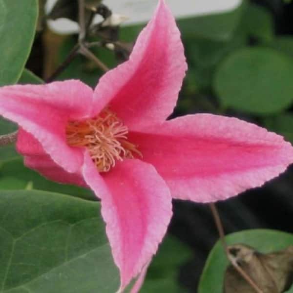 Wekiva Foliage Clematis Princess Diana-Live Plant in a 3.5 in. Growers Pot-Bold and Beautiful Starter Flowering Vine
