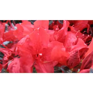 2.25 Gal. Trouper Azalea Plant with Pink Blooms
