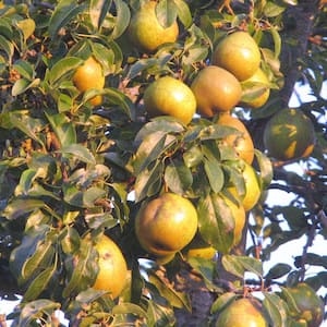 7 Gal. Orient Pear Tree