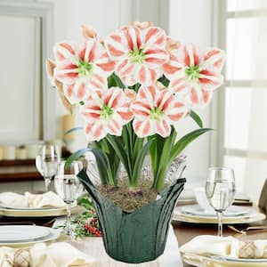 9 in. Pot Clown Stripe Red and White Flowering Amaryllis (Hippaestrum) Bulb Holiday Gift Kit, Planted in a Foil Wrapped