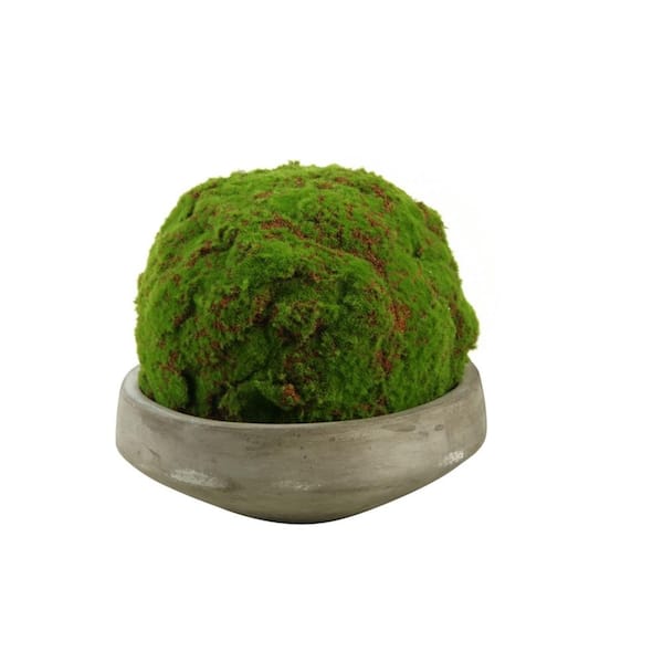 D&W Silks Indoor Large Moss Ball in Round Concrete Bowl