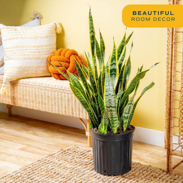 Sansevieria Laurentii Indoor Snake Plant in 8.75 in. Grower Pot, Avg. Shipping Height 1-2 ft. Tall
